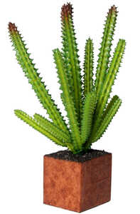 Konstväxt Cult Design Kub Euphorbia Törel 16cm