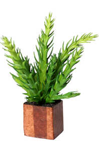 Konstväxt Cult Design Kub Euphorbia Kaktus 16cm