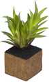 Konstväxt Cult Design Kub Carex Planta 6x6cm