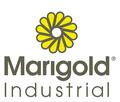 Marigold Marigold